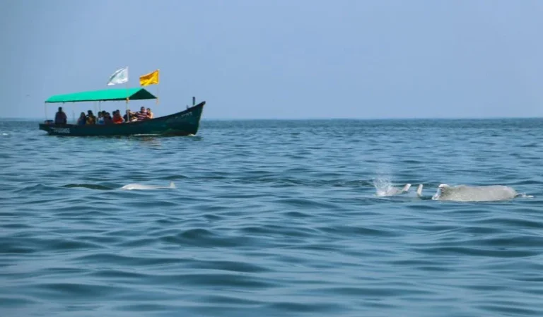 dolphin-watching-trip-goa